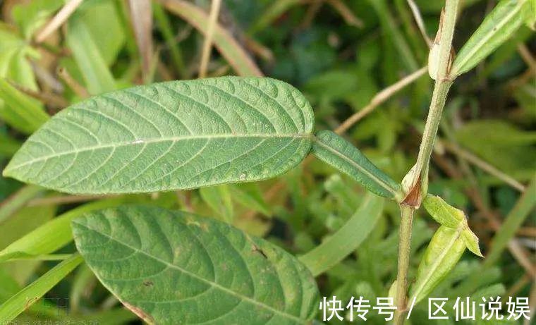 妊娠呕吐|一种仙茶,风湿痛、荨麻疹、肝硬化,均可治