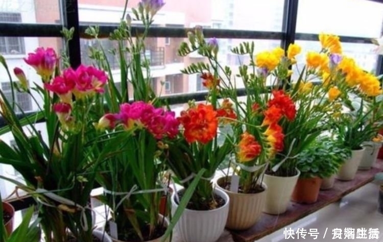 满天星|4种花超漂亮,家里养一盆,满屋飘香,养庭院,十里飘香