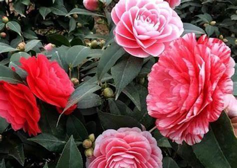 海石榴|养花试试这款,花朵大而耀眼,华丽多变