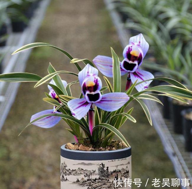 阳台有地方,一定要养盆四季兰“紫月荷”,花色罕见,兰香四溢