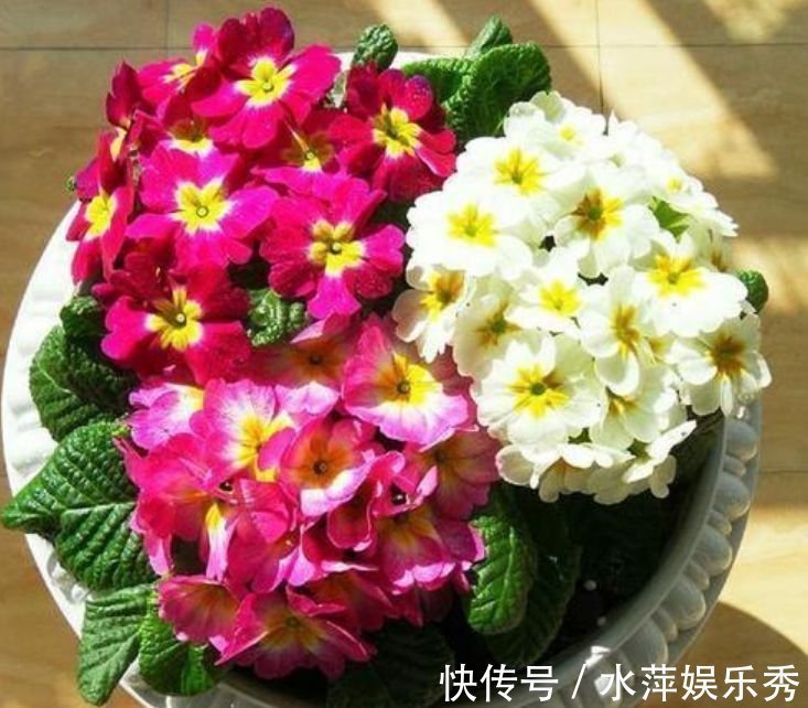 此款花卉便宜又好养，丢到阳台，四季有花开，懒人最爱