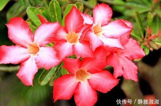 山梨|颜值超高的几款花卉,一年四季花开不停,给点阳台就灿烂