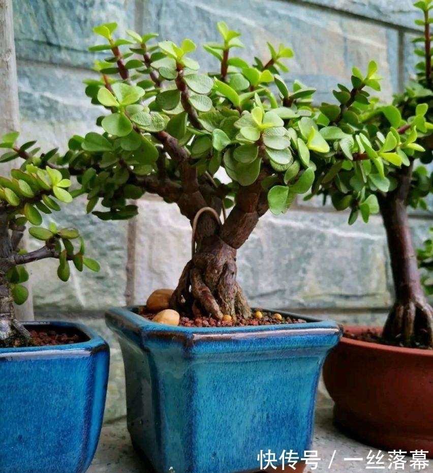 库拉索芦荟|7种“富贵花”,客厅养一盆很合适,越养越值钱,能活一百年