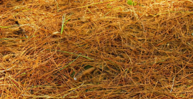 隐患|自制腐叶土养花：用什么土合适，怎么解决虫害隐患？