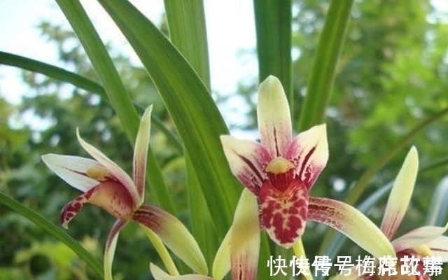 花香|国魂兰花被誉为“四大天后”之一,开花比鸡血还红,花香迷人