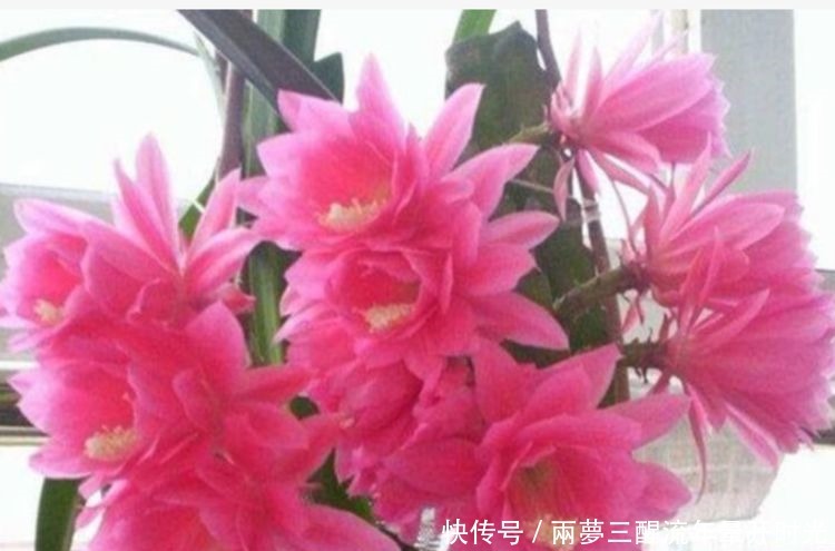 养花就养这几款,随便养都爆盆,花期长花量大,满屋飘香!