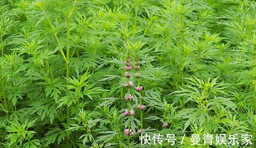中药|妇科中药益母草这样吃功效好,但医生提醒,这4类女性请别乱用!
