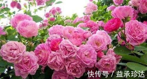 适应能力|4种花自带财运，好养易活不招虫，看了就让人沉醉，助睡眠又招财