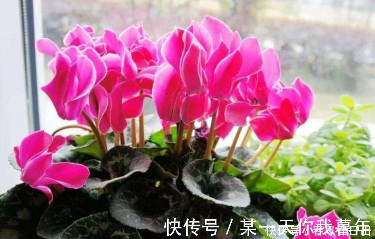 花苞|4种花不怕旱、不怕晒，好养易爆盆，越热开花越多，枝头花苞满