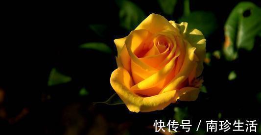 茉莉花|3种花不要怕修剪,剪的越很长势越旺盛,不然越变越丑