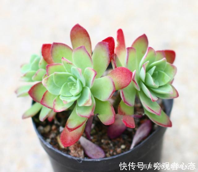 多肉薄化妆养护注意4点，叶色呈现靓丽的粉红色