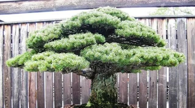 这4种“盆景树”，不仅观赏性高，寿命还特别长，越养越值钱