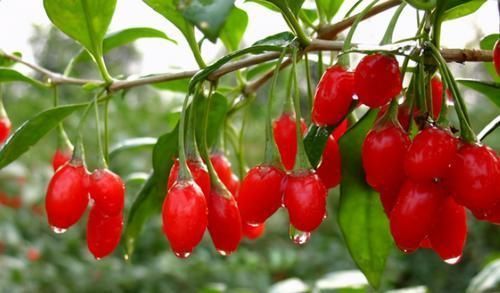 长寿|想长寿先排毒,多吃3种食物,滋润肌肤、排毒养肝,好处多多!