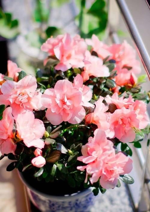 颜值高、开花多、易栽活的杜鹃花，这样养才对！