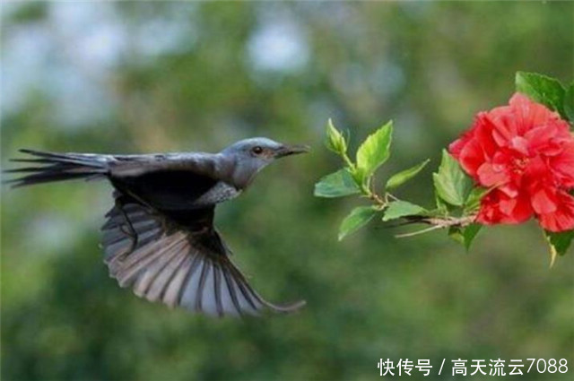 七绝《燕雀双飞惹妾愁》