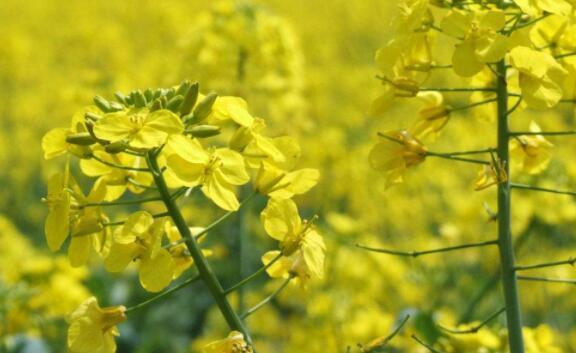 喜欢养花,不如养盆黄梅,开花色香俱全,花期还长,超美