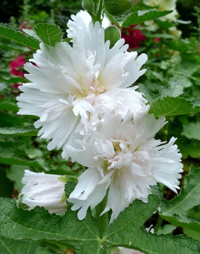 漂亮的蜀葵开花了,随便撒些种子,来年就是一片花海!
