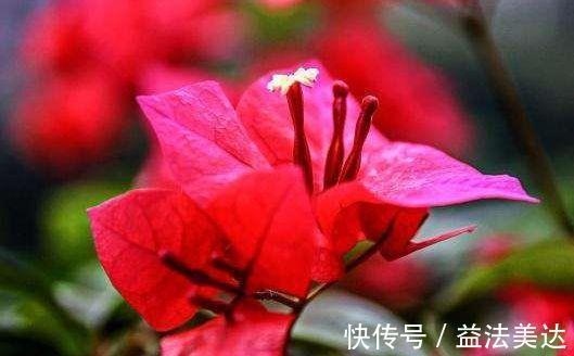 新手|家里必养4种花,好养又漂亮,懒人新手都能养好,美成花海!