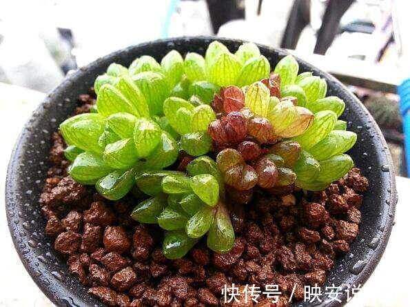 养护|多肉怕水不敢浇水养这几个品种,喜水可以水培,长得真旺