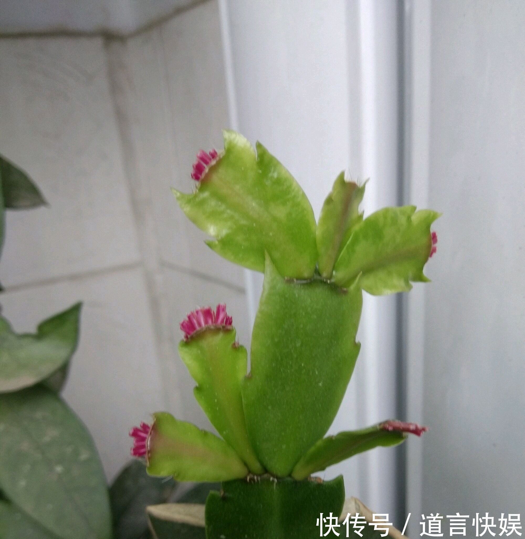 秋季养蟹爪兰为什么要摘芽满足4个套路,花苞更多,开花易爆盆