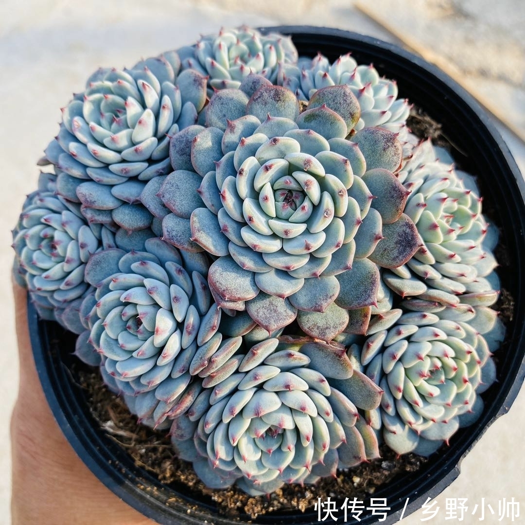 小帅|这些蓝色系多肉，简直像天使身边的小精灵，太美了