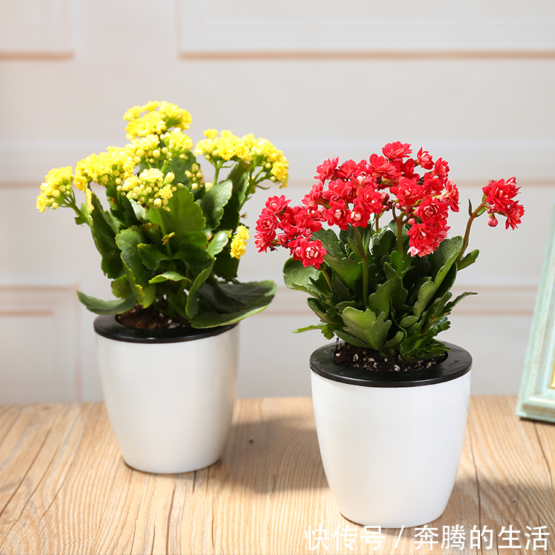 全年|有一种花叫“养不死”,全年开花200天,养在家里全家身体健康