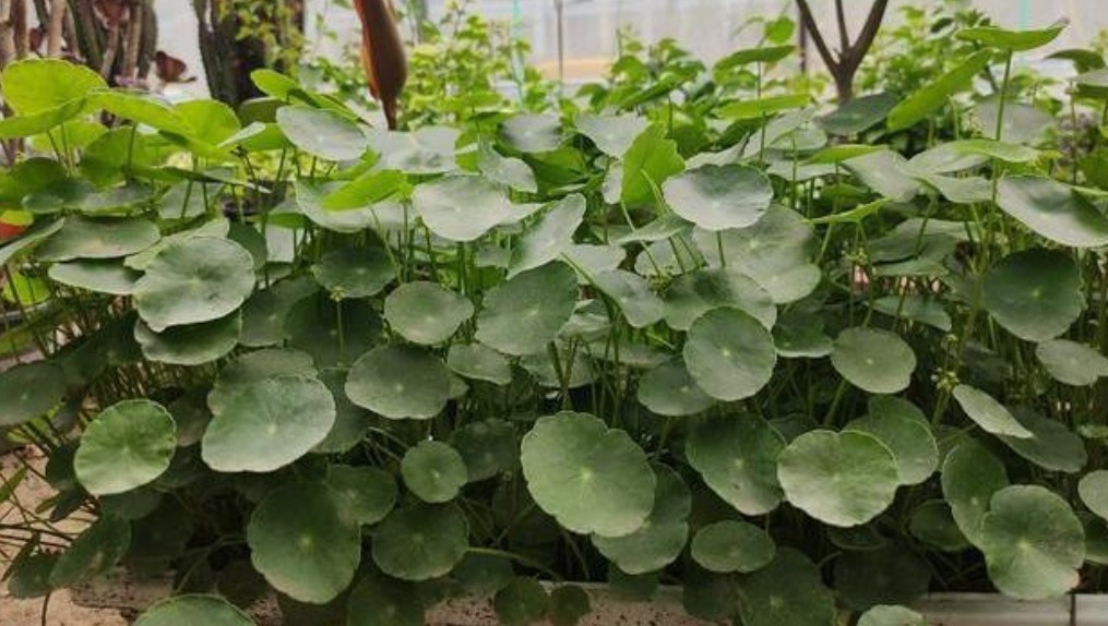 叶子|铜钱草生长“缓慢”，叶子太小用“1种水”猛浇，呼呼爆长！