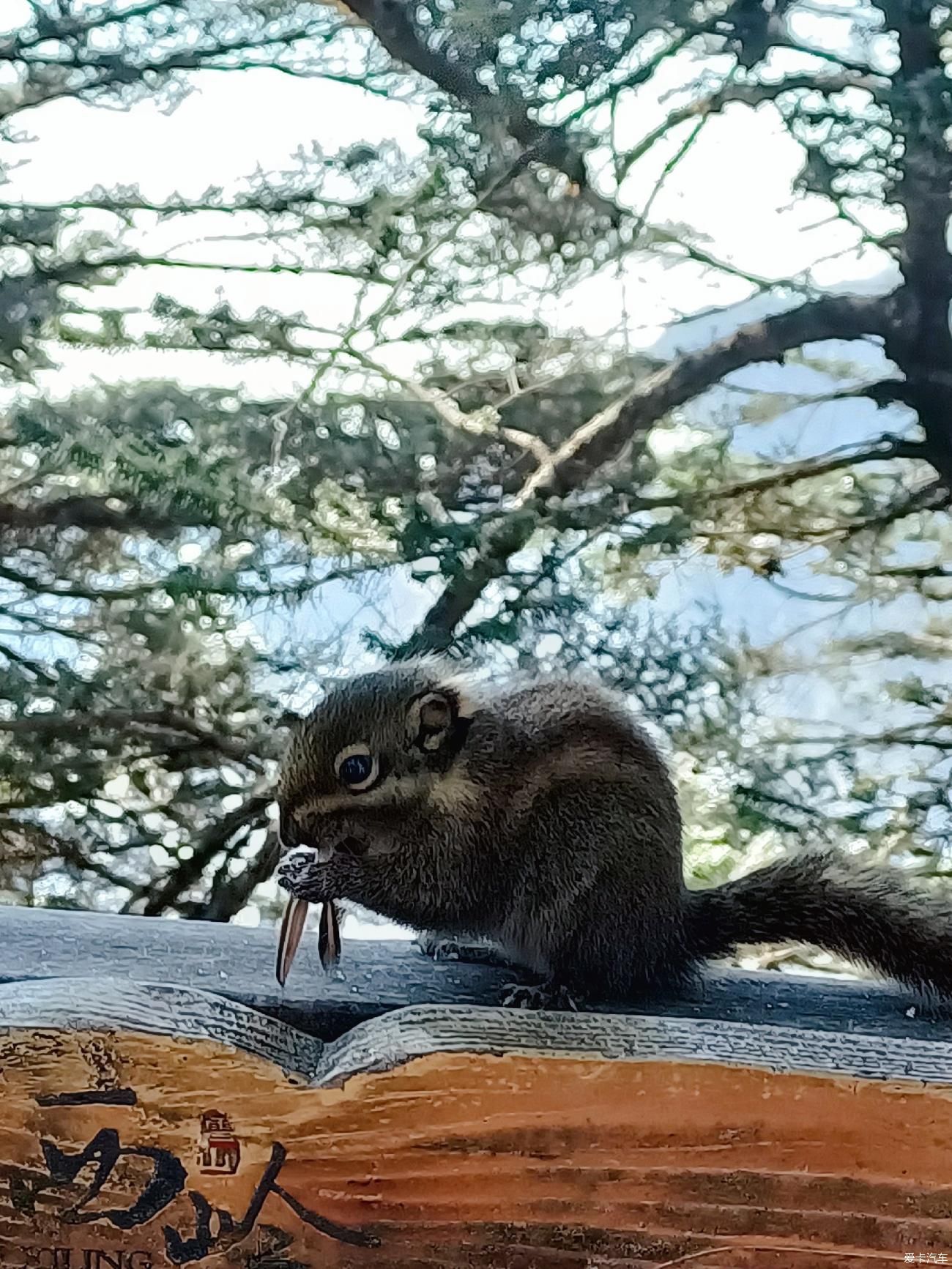 西岭雪山犹如仙境