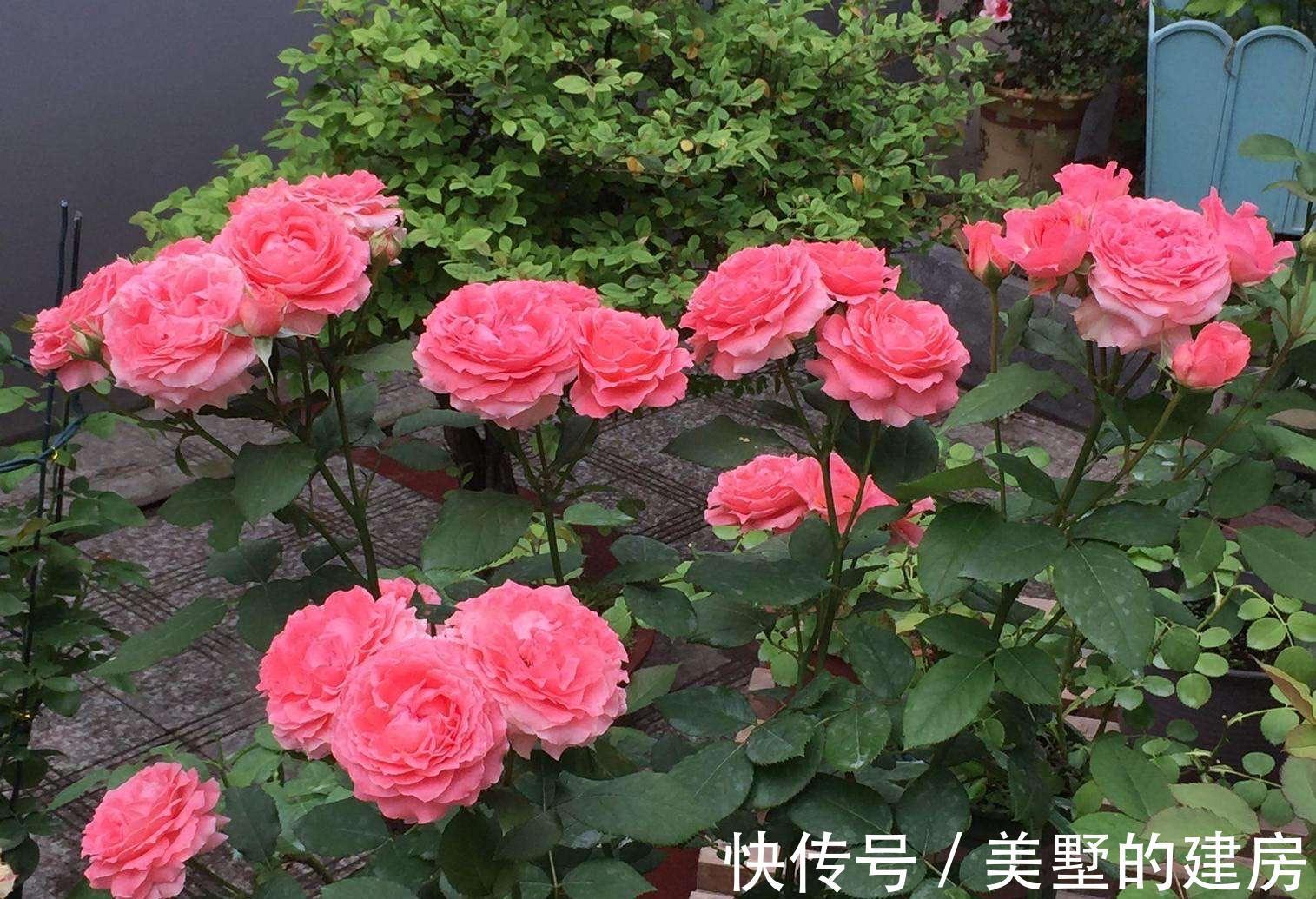 秋天养花,10月浇点“大补肥”,来年爆满大花芽