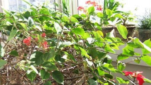 让三角梅枝条开满花,小经验教给你,花开多得看不到叶子