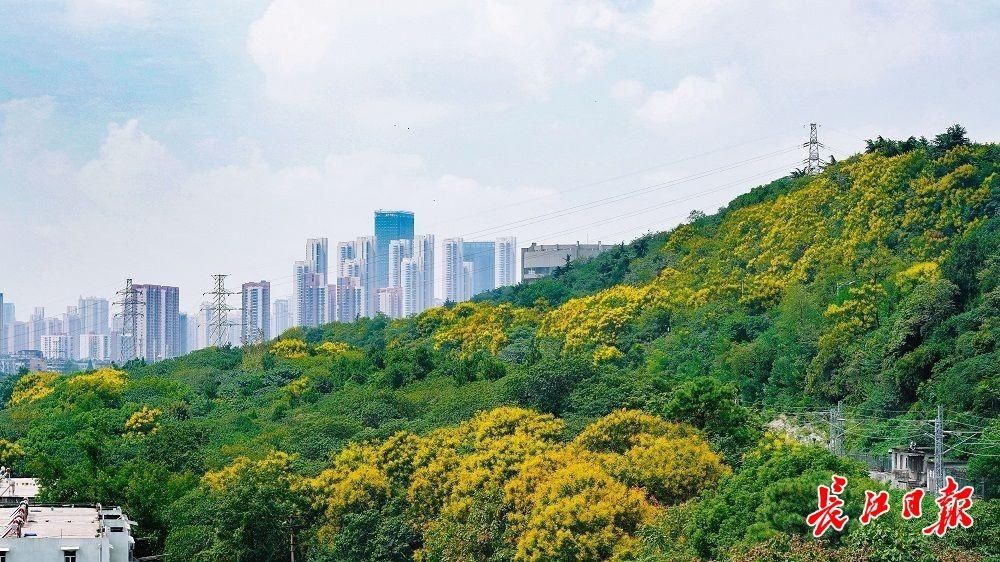 树种|沐花雨、踏花毯，武汉这些地方可以赏金色花海