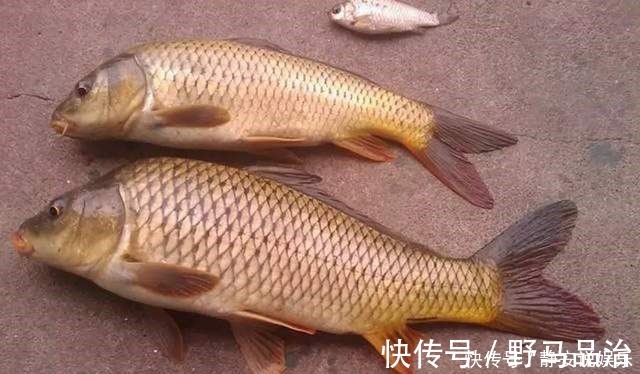 伊势尼|鸡肝钓鱼，只要这样用，钓肉食鱼，一钓一个准