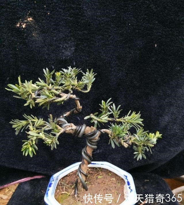 都说这种树很贵!其实剪根“枝条”,埋土里就能长,不用花钱买!