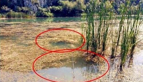 渔获|野钓大鲫鱼技巧:都是钓草洞,渔获差异巨大,原因在这里!