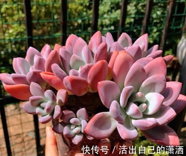 多肉娜娜小勾和奥普琳娜,两者都是美人,哪种更适合新手养?