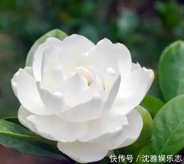 4种花深受花友的喜欢,开花爆盆很简单,日子越过越红火