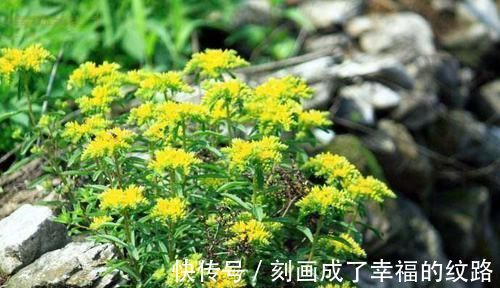 金不换|农村一种很“麻烦”的野菜,它才是真正的“金不换”,能防中风