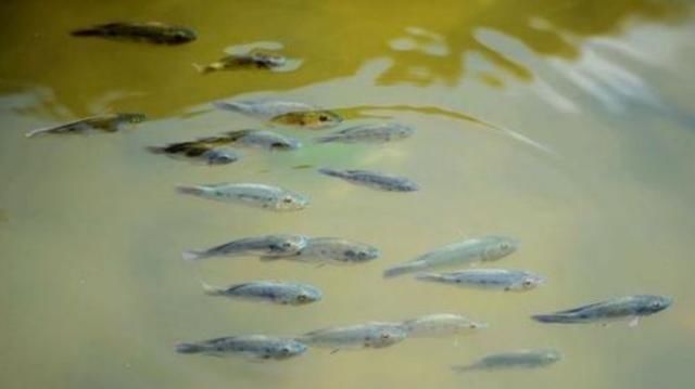 钓鱼“黑”午时不是鱼儿难钓获,而是你方法不对路