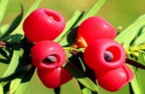 强身健体|人到中年推荐常吃以下食物，润肺止咳，延缓衰老，早吃早好