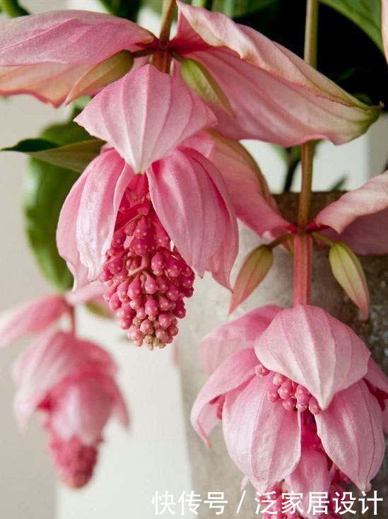 几款花卉养在家里，花色繁多易爆盆，娇艳欲滴