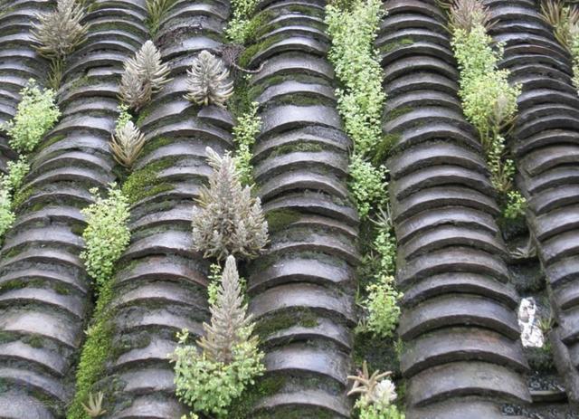 瓦房上的1种“多肉”，都叫它“野草”，殊不知用处大，别拔