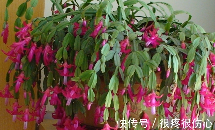 蟹爪兰花谢之后如何养护,分享我的施肥方法