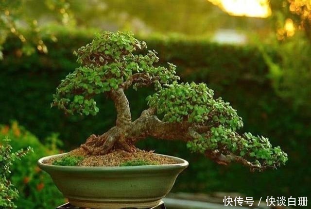 养护|这7款多肉名字金贵,寓意招财纳福,家中养一盆准没错