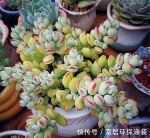 阳台|北阳台也能养殖的多肉植物,皮实耐阴颜值高,你值得拥有