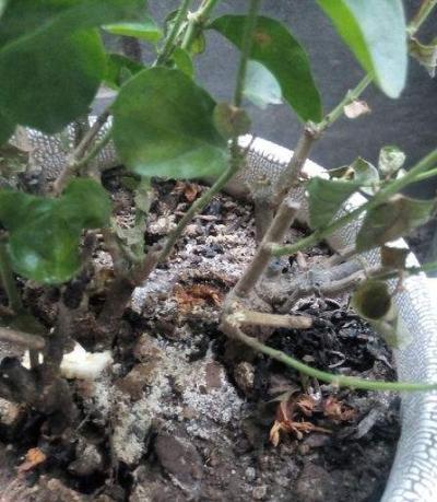 花盆里出现这“玩意”，啥花都“活不长”，看看你的有没有