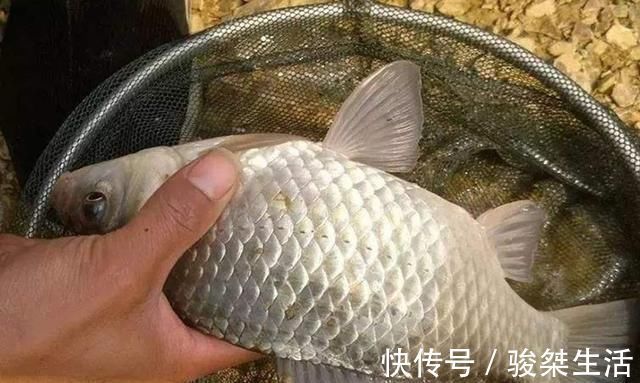 冬天一冷，鱼就不好钓，庆幸我有百试百灵的套路，每次钓完特过瘾