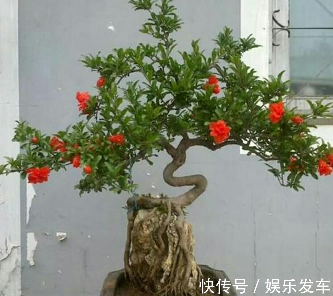 造型|4种“便宜花”，多修剪少浇水，养成高价盆景，价格翻倍