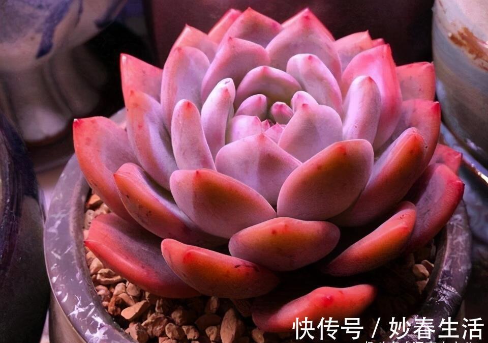 这“三多肉”入冬就开挂,叶片自带“香气”,遇水疯长憋成小老桩