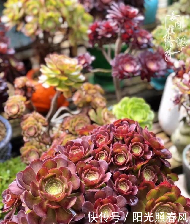 多肉法师欣赏在最美法师季,法师丛中一定住着小天使!