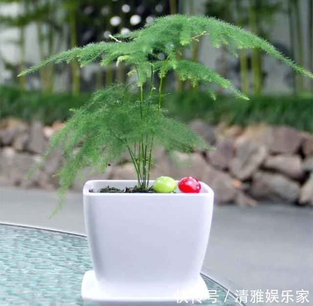 干叶|文竹切勿乱“摆放”,放家里2个“地方”,叶子不黄,长得好!